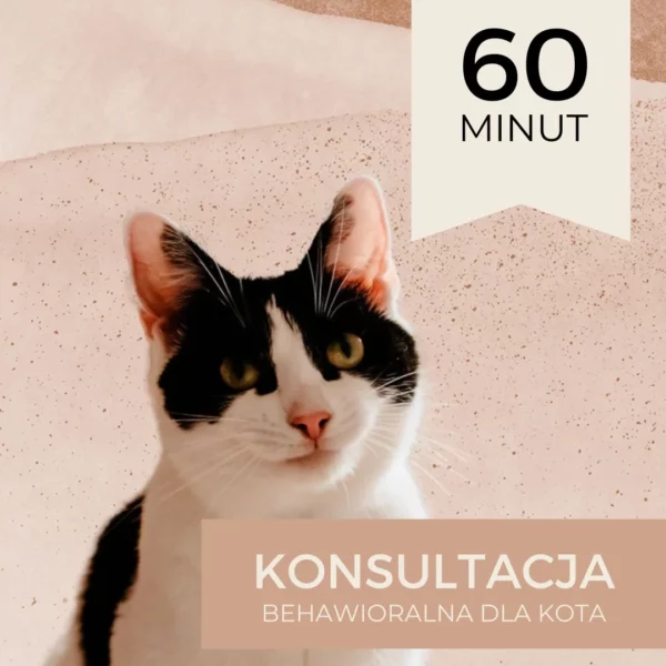 konsultacja behawioralna dla kota online 60 minut